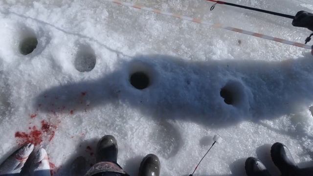 Закрыл ледниковый период 21-22 крупной форелью в клубе Big karp. Trout fishing in Russia. смотреть онлайн