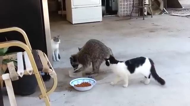 енот ест кошачью еду