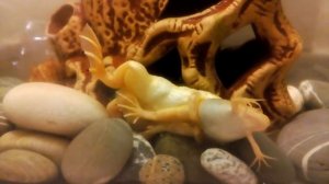 Шпорцевые лягушки. Размножение.