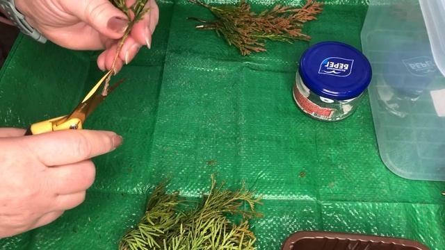 Укореняем черенки хвойных. Зима - лучшее время!