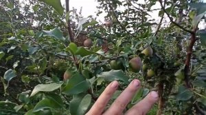 Груша Мраморная. Как растет южная груша в Подмосковье.