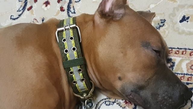 Амстафф, храпит как мужик с похмелья.... смотреть онлайн