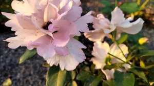 Кутюр Роз Тилия (Couture Rose Tilia) японка