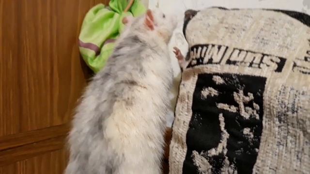 Подселение крысёнка к крысам #часть4. Крысёнок Сеня нашёл друга!