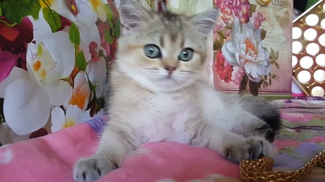 Золотая шиншилла кошечка