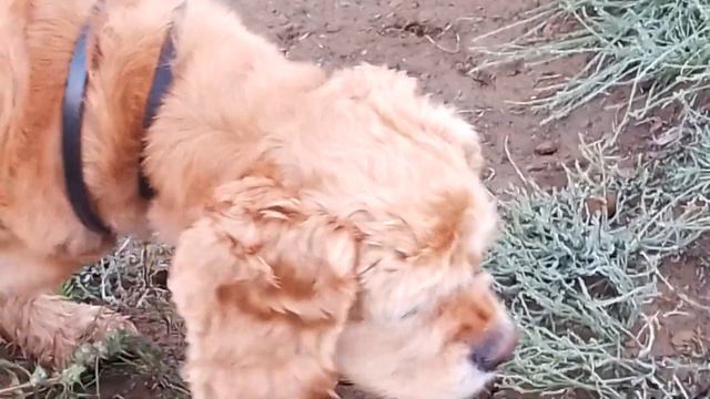 Утки на суше. Ляля ворчит. смотреть онлайн