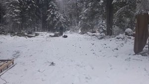 Уронили дерево трактором  расчистка участка техникой