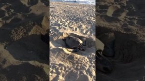 Морская черепаха откладывает яйца