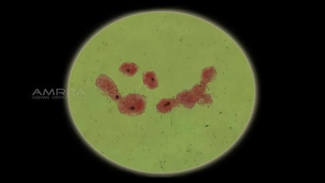 Asexual Reproduction in Amoeba and Yeast - MeitY OLabs смотреть онлайн