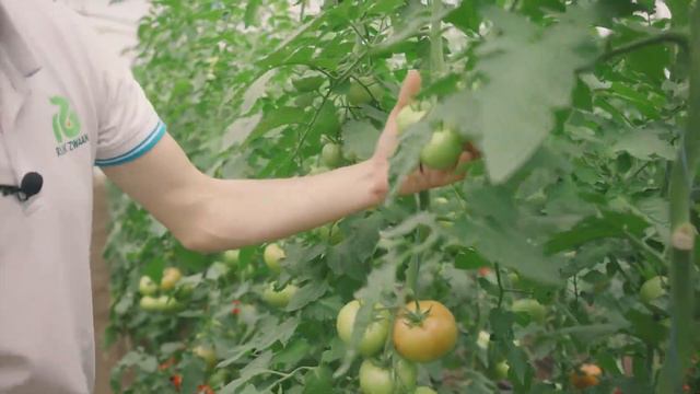 Ранньостиглий дуже врожайний гібрид томата селекції Рійк Цваан – Зульфія RZ F1 смотреть онлайн