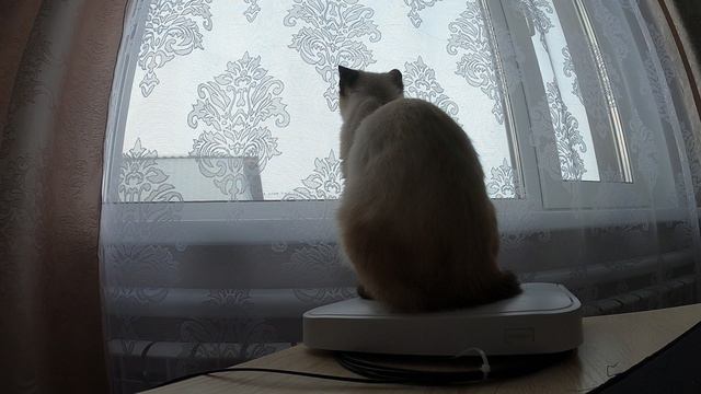 Котик Граф наблюдает в окно за птицами