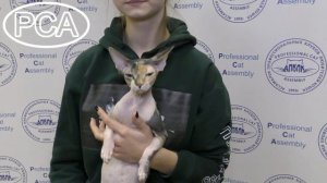 Кошка канадский сфинкс черепаховая. Выставка кошек PCA on-line