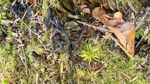 Gangos Pilzquiz 8 смотреть онлайн