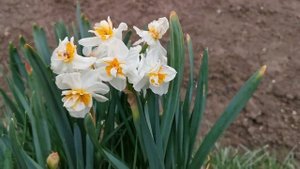 The fragrant Narcissus Sir Winston Churchill, a beautifully scented double daffodil