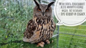 Кошка Морошка помогла сделать шнурочек для адресника Пса Кубика, пока Сова Ёлка на качелях мокла