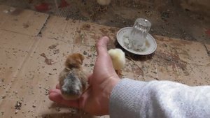 Двухдневные цыплята и курица наседка. Птенцы едят корм и прячутся под маму. Домашние цыплята