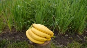 БАНАНОВАЯ КОЖУРА- это ОПАСНО !!! НЕ ИСПОЛЬЗУЙТЕ БАНАНОВУЮ КОЖУРУ !!!