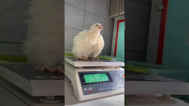 Перепела. Как узнать пол курочек Техасский Белый перепел  мясной гигант PAPAFERMER