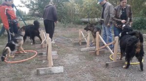 Дрессировка собак видео уроки