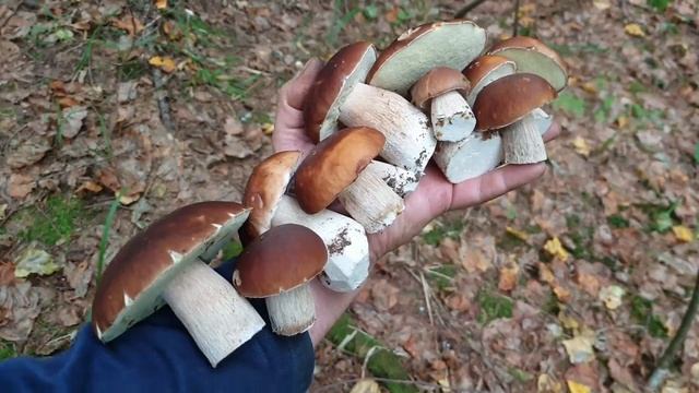 ВСЕ ВИДЫ БОРОВИКОВ 2021 ! 21 ВИД ! БЕЛЫЕ ГРИБЫ 2021 ! смотреть онлайн