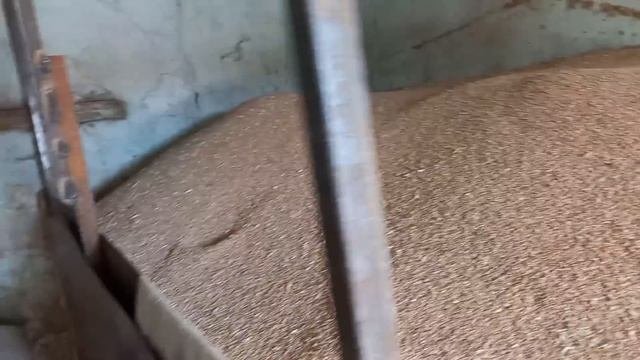 Цены на пшеницу 8.06.2023❗️ Купил 5 тонн за смешную сумму❗️