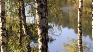Отчего так в России берёзы шумят...?