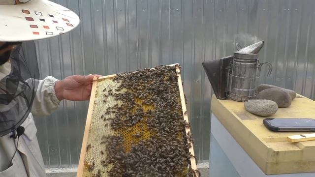 Продолжаем работу с хвостами 14.05.2020 смотреть онлайн