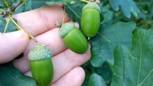 ОГРОМНЫЕ ЖЁЛУДИ В ЭТОМ ГОДУ.?