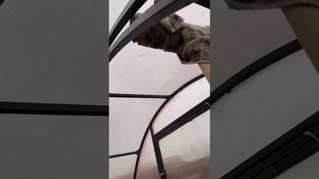 Чем помыть теплицу??