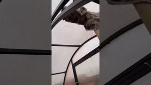 Чем помыть теплицу??