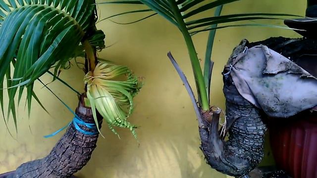 Coconut Bonsai, The smallest in the world 30 years old || AFIF ARIANTO смотреть онлайн