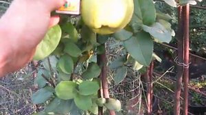 Выращивание яблочной айвы в открытом грунте Growing apple quince in the open field