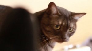 Короче говоря, я сорока. Часть 5 - Воскресенье. #корочеговоря #сорока #Винч