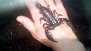 Содержание, уход за азиатским лесным скорпионом!
