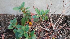 Рододендроны! Мои неудачи!