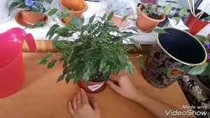 Фикус Бенджамина Кинки. Уход за фикусом Бенджамина в домашних условиях.