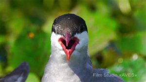 Белощёкая крачка (Chlidonias hybrida) - Whiskered tern