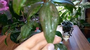 ??Хойи, которые порадовали ростом даже при недостатке света. Перевожу растения на фитильный полив.