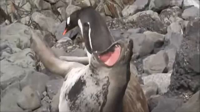 ПИНГВИН НАСТУПИЛ НА ТЮЛЕНЯ ОРЕТ ЖЕСТЬ СМОТРЕТЬ ВСЕМ смотреть онлайн