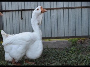 Особый Холмогорский гусь Игоря Лунина. Экспедиция по гусеводческим хозяйствам №2.