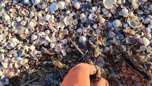 Находки на морском берегу. Что скрывает берег моря.