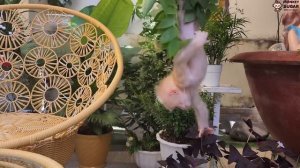 Baby Monkey SUGAR Afraid of Mom’s Punishment and Anger for Breaking Pots