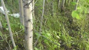 Как я собирал грибы Подберезовики