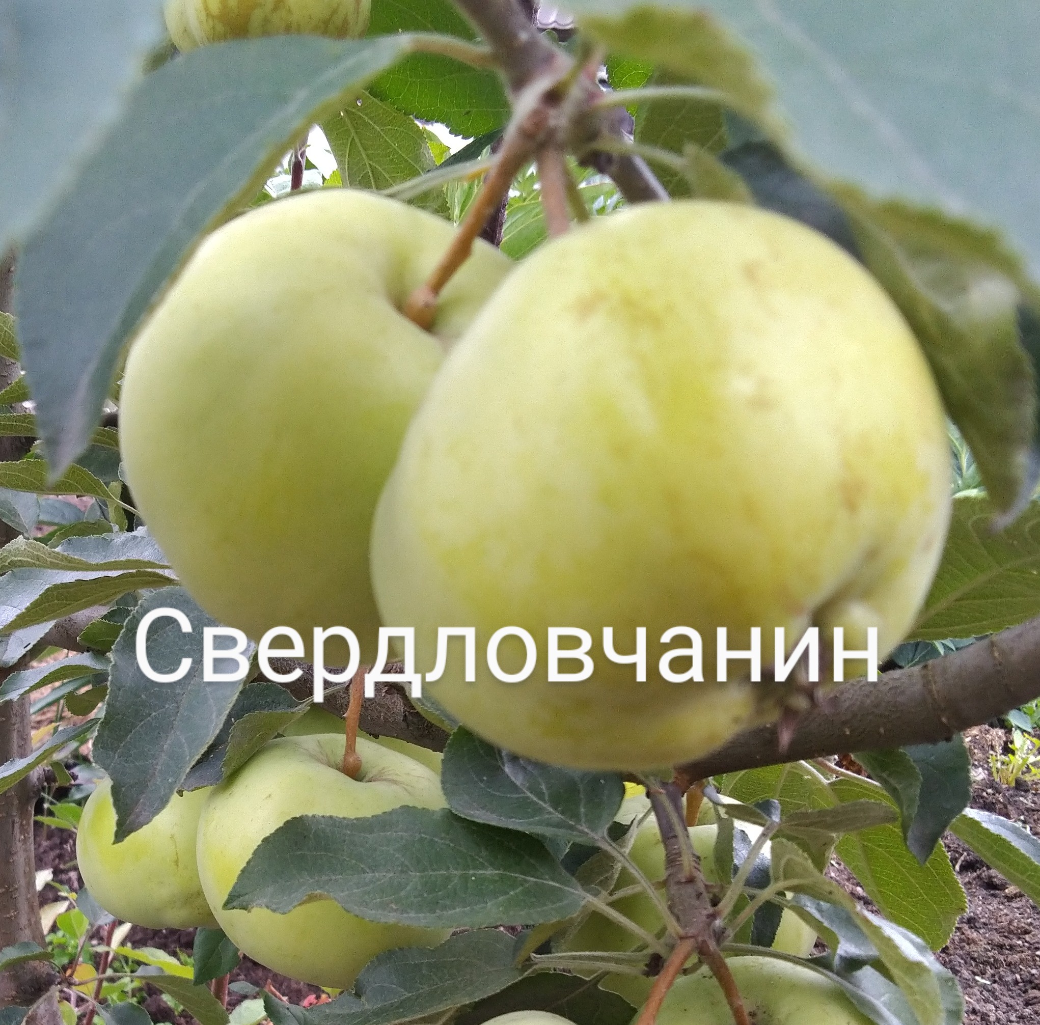 Свердловчанин
Плодоношение яблонь в моем саду.