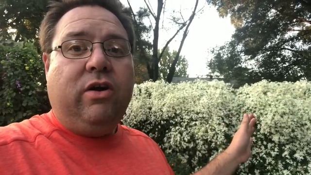 Sweet Autumn Clematis смотреть онлайн