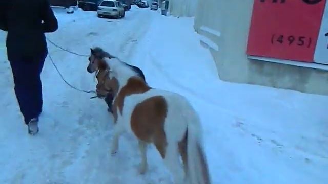 Маленькие лошадки на заказ - 8(965)380-13-11 смотреть онлайн