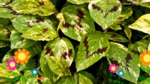 Персикария/горец виргинский Паинтерс Палетт. Обзор persicaria/polygonum virginiana Painters Palette