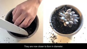 Echeveria Unguiculata & Echeveria Unguiculata White Form