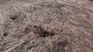 КОПАЕМ МЕТАЛЛ НА НОВЫХ МЕСТАХ, НАЙДЕННЫХ ПО СТАРЫМ КАРТАМ. МЕТАЛЛОПОИСК