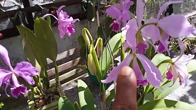 primeira floração da cattleya labiata 2022 смотреть онлайн